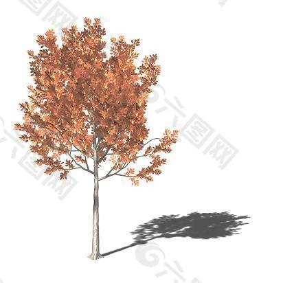 垂直橘红色树木模型素材