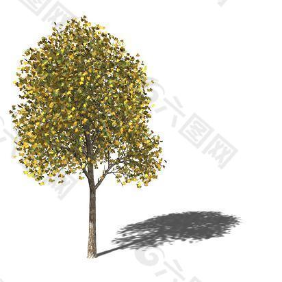 黄绿色树叶高大数木模型素材