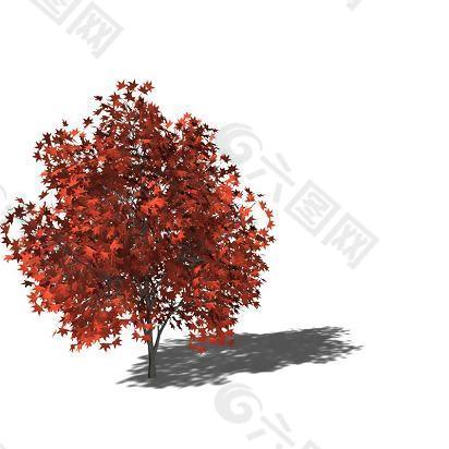粗矮红色树叶茂密树木模型
