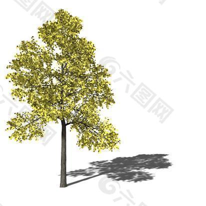 黄绿色树叶笔直树木模型