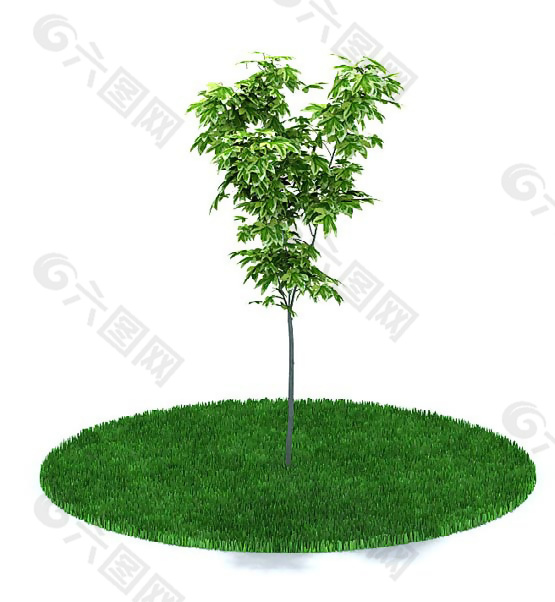 家种绿色树木3D模型