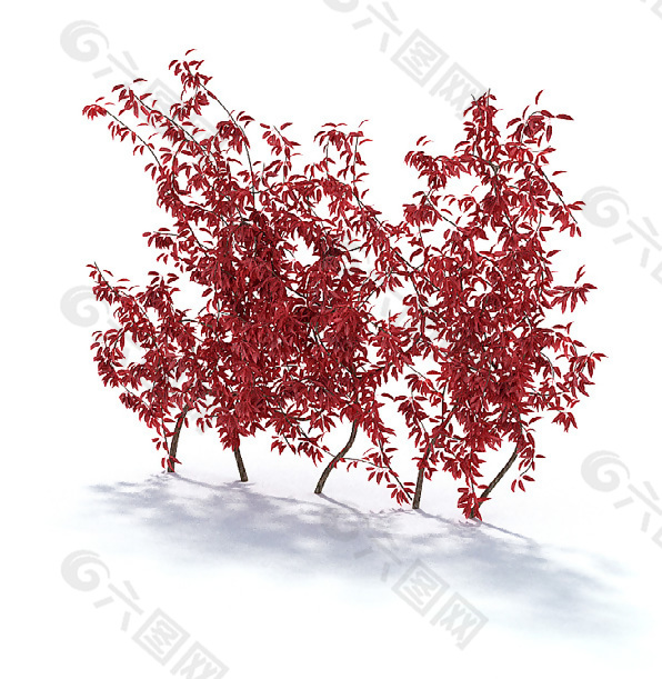 精美植物红叶李3D模型