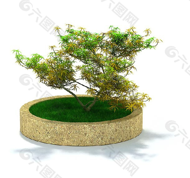 花园种植枫树3D模型