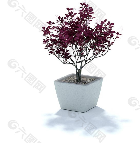 紫色小树盆栽3D模型