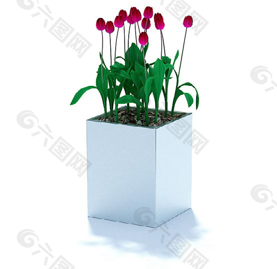 红色小花苞植物盆景3D模型