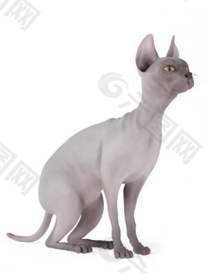 烟灰色丑猫蹲着模型素材