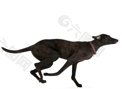 黑色跑步狗狗模型素材