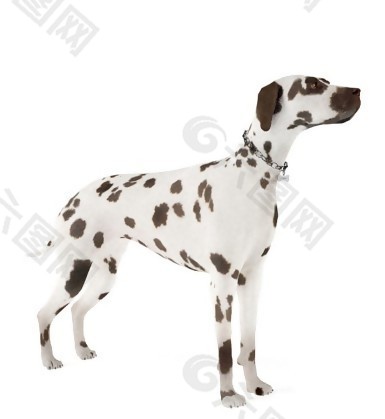 黑白斑点狗模型素材