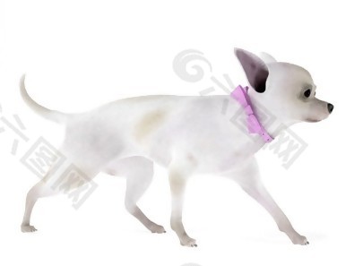 戴粉色项圈白色小狗模型素材
