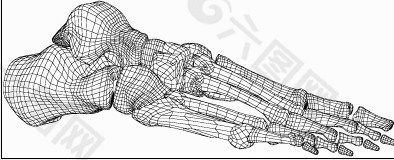 三维立体人体脚骨设计图