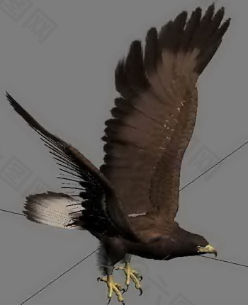 展翅雄鹰3D渲染模型