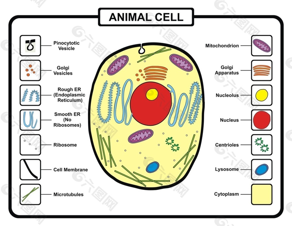 动物细胞结构矢量素材设计元素素材免费下载 图片编号 761 六图网
