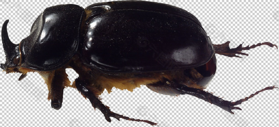 甲虫图片免抠png透明图层素材