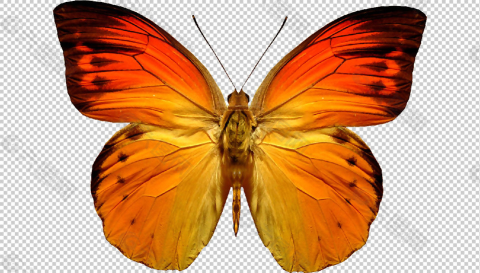 漂亮橙色蝴蝶免抠png透明图层素材