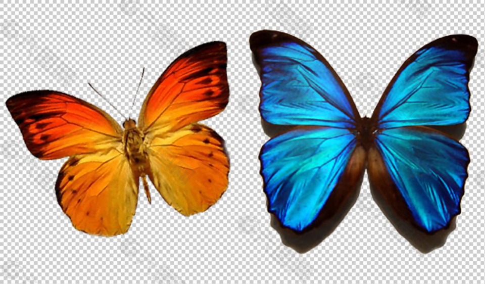 两种颜色的漂亮蝴蝶免抠png透明图层素材