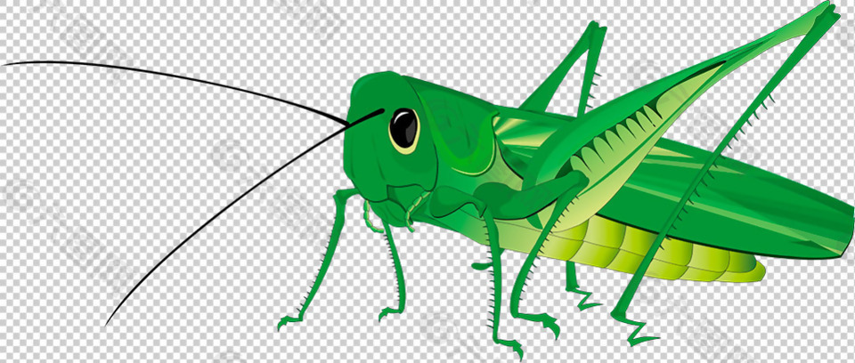 绿色蝗虫图片免抠png透明图层素材