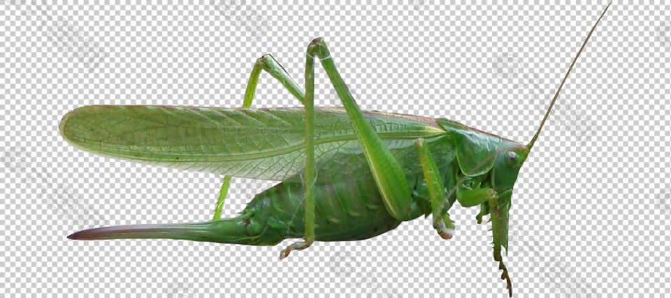 绿色蝗虫免抠png透明图层素材