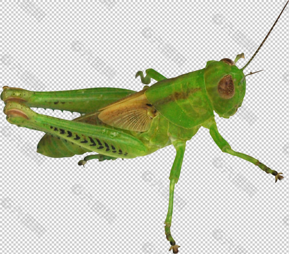 绿色大蝗虫免抠png透明图层素材
