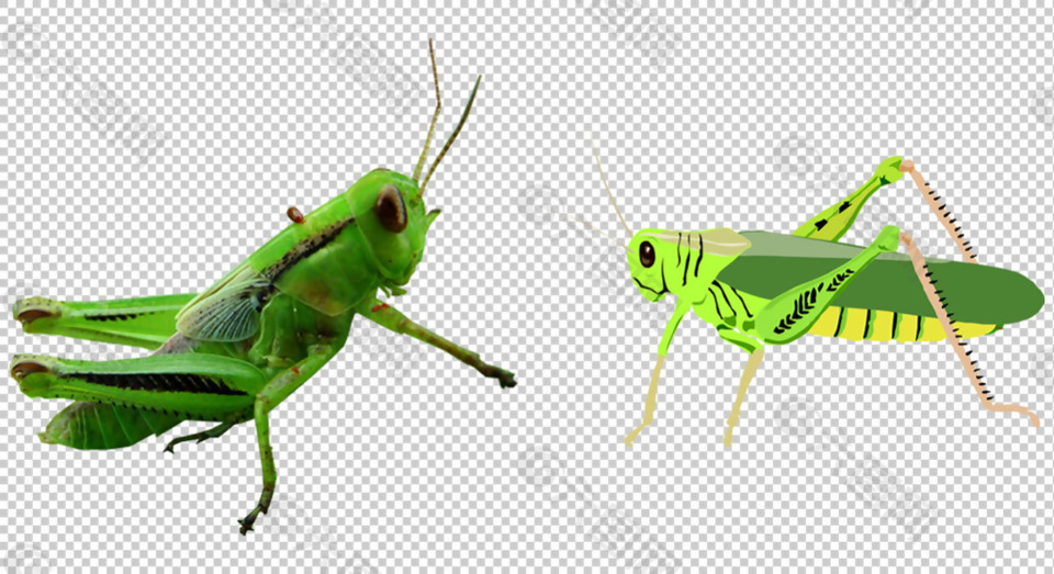 绿色蝗虫免抠png透明图层素材