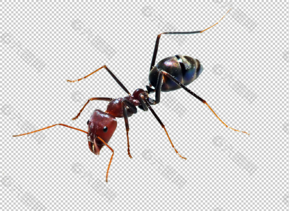 大蚂蚁免抠png透明图层素材