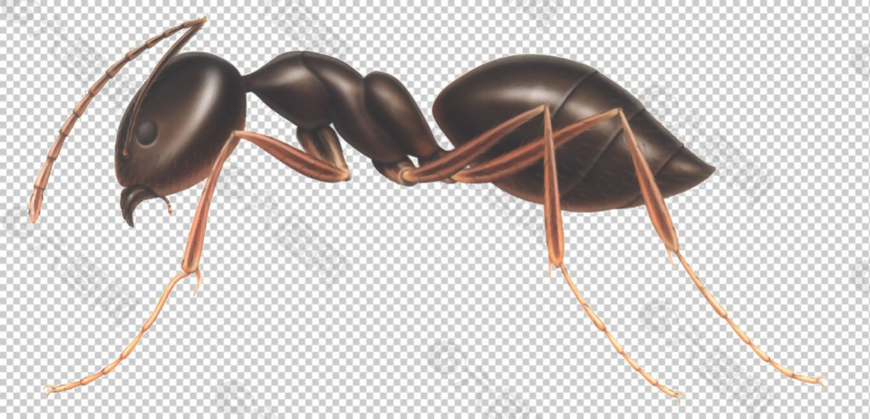 蚂蚁高清大图免抠png透明图层素材