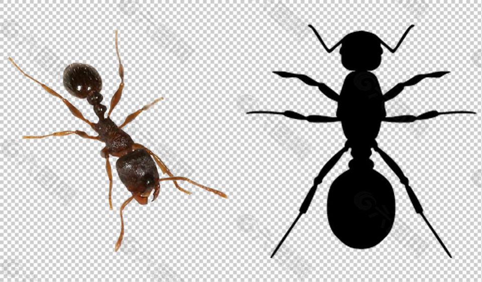 两只蚂蚁免抠png透明图层素材