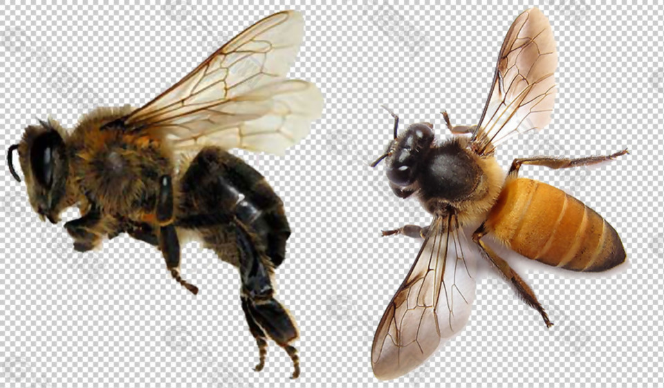 蜜蜂高清大图免抠png透明图层素材