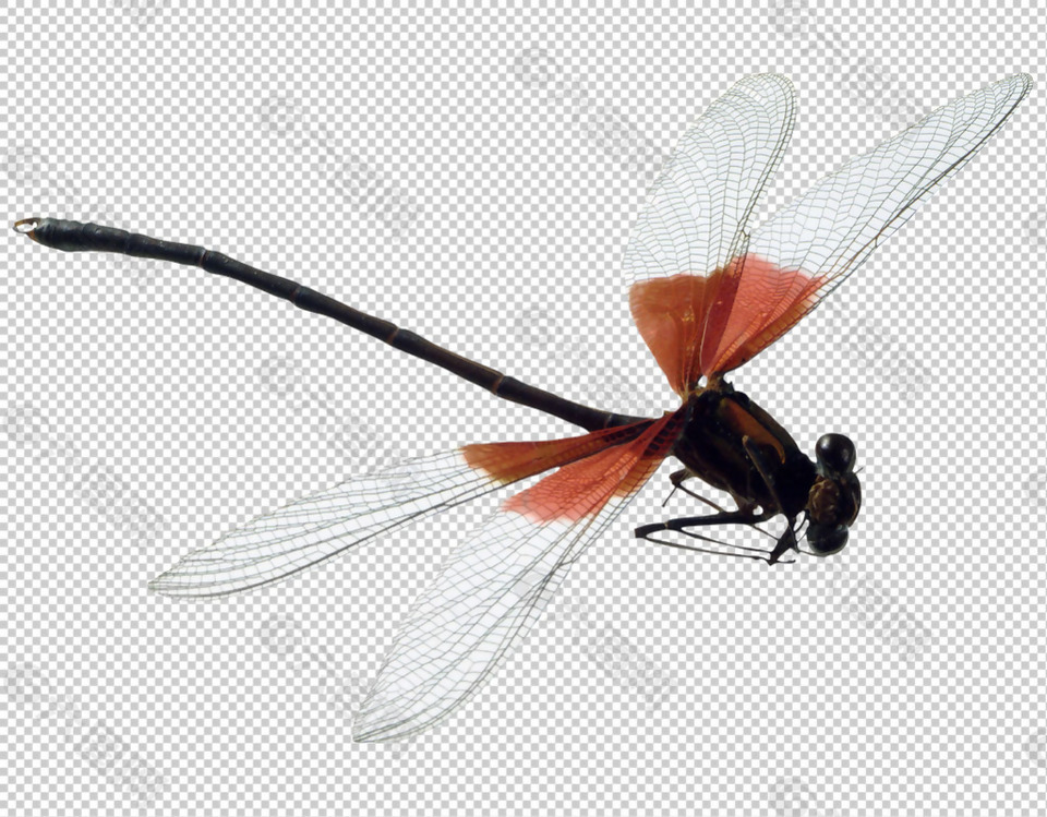 手绘蜻蜓免抠png透明图层素材