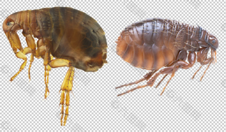 昆虫跳蚤免抠png透明图层素材