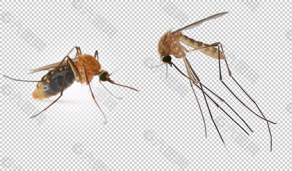 巨型蚊子免抠png透明图层素材