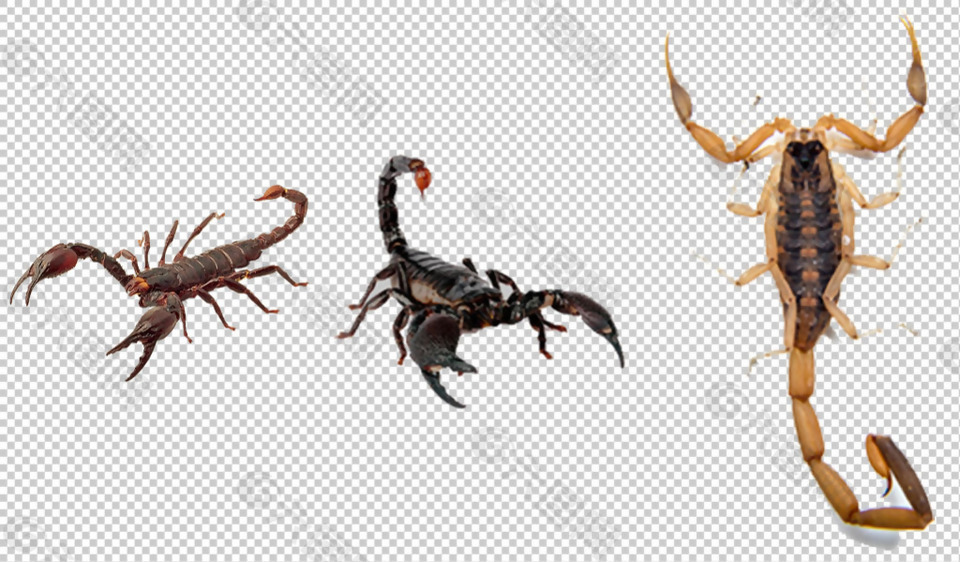 蝎子照片免抠png透明图层素材