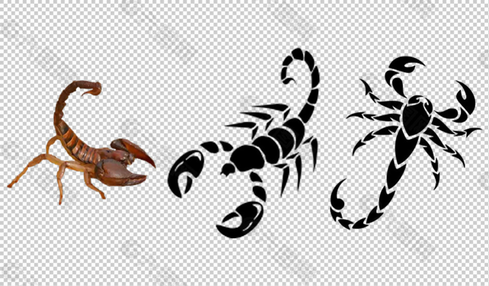 黑蝎子图片免抠png透明图层素材