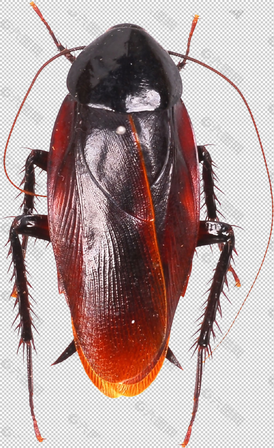 红色蟑螂特写免抠png透明图层素材