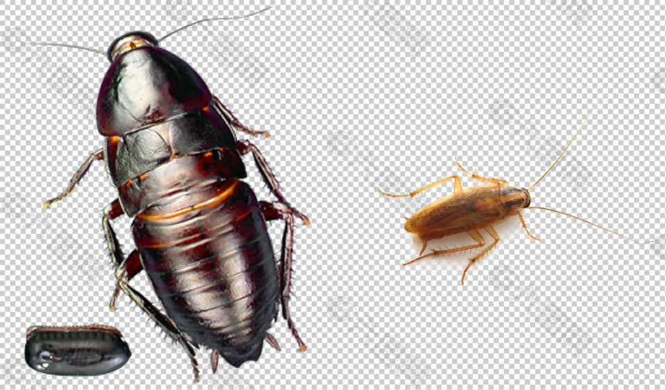 蟑螂特写图片免抠png透明图层素材