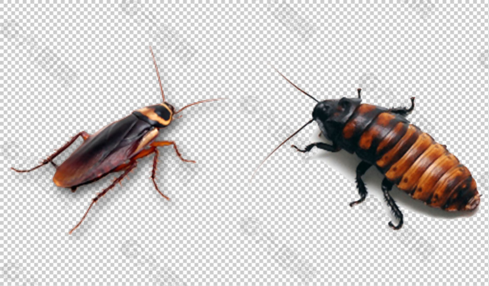 高清蟑螂图免抠png透明图层素材