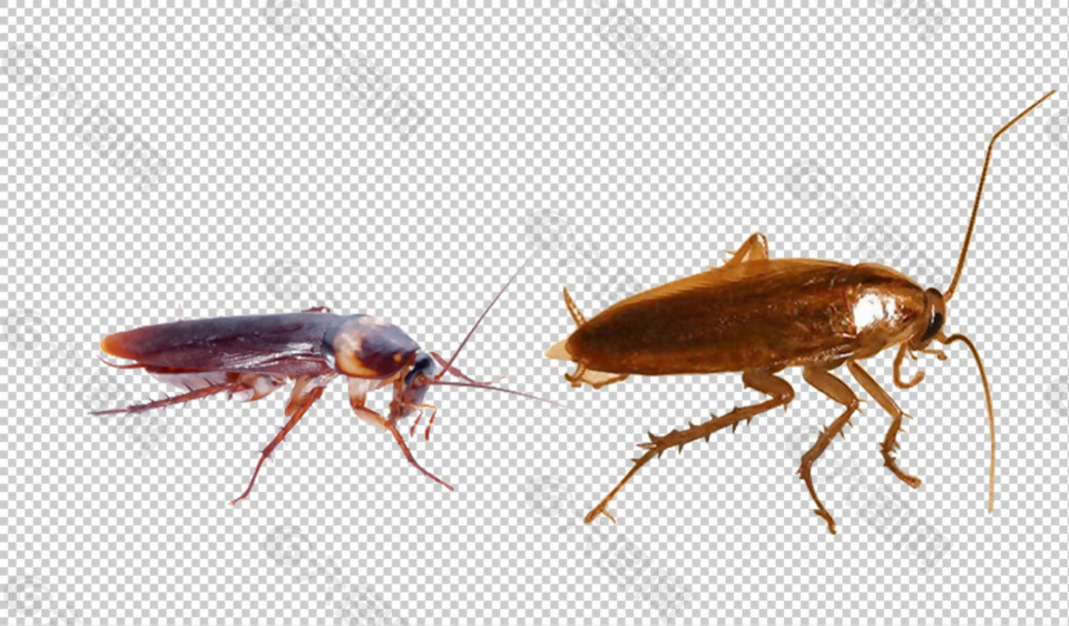 两只蟑螂图片免抠png透明图层素材