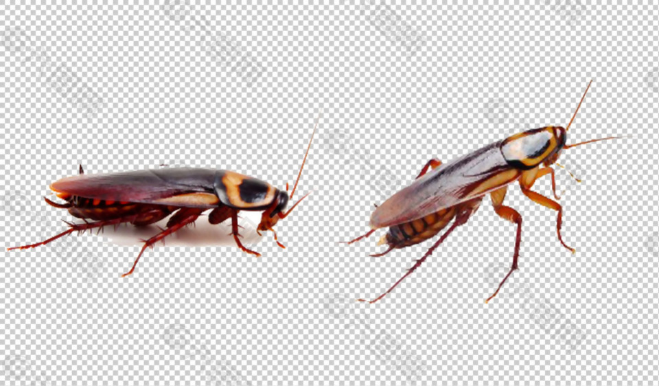 蟑螂图片免抠png透明图层素材