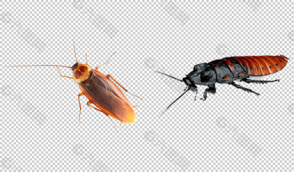 两只蟑螂免抠png透明图层素材