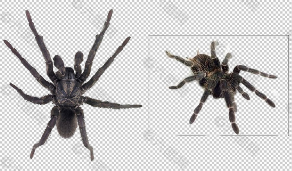 黑蜘蛛免抠png透明图层素材设计元素素材免费下载 图片编号 六图网