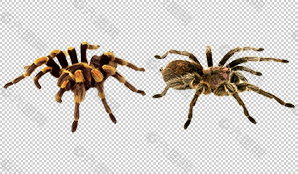毒蜘蛛图片免抠png透明图层素材