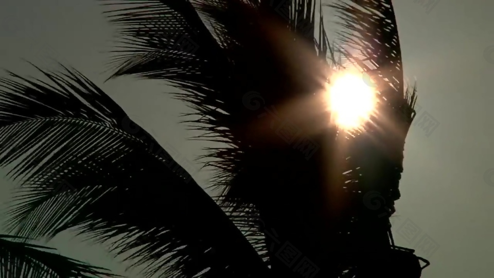 实拍热带椰子树视频素材