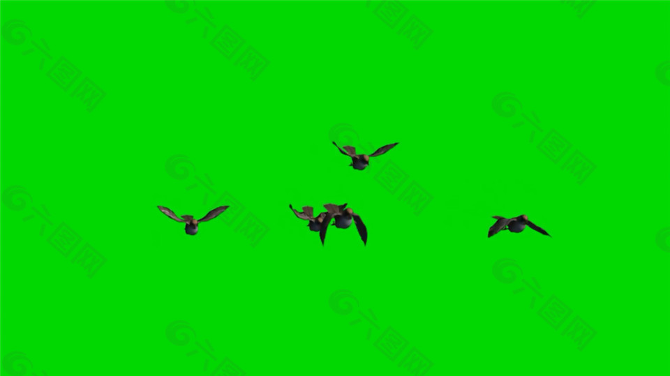 飞翔的小鸟绿色通道动态mp4视频素材