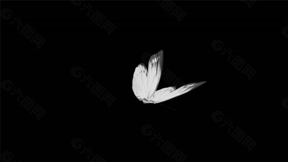 飞舞的白色蝴蝶动态效果mov素材视频下载
