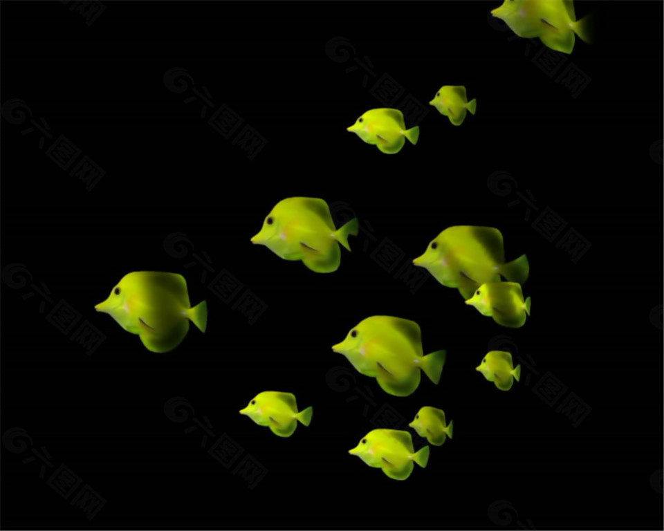 大海游动的黄色小鱼动态mov视频素材下载