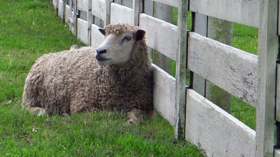 啃羊篱笆