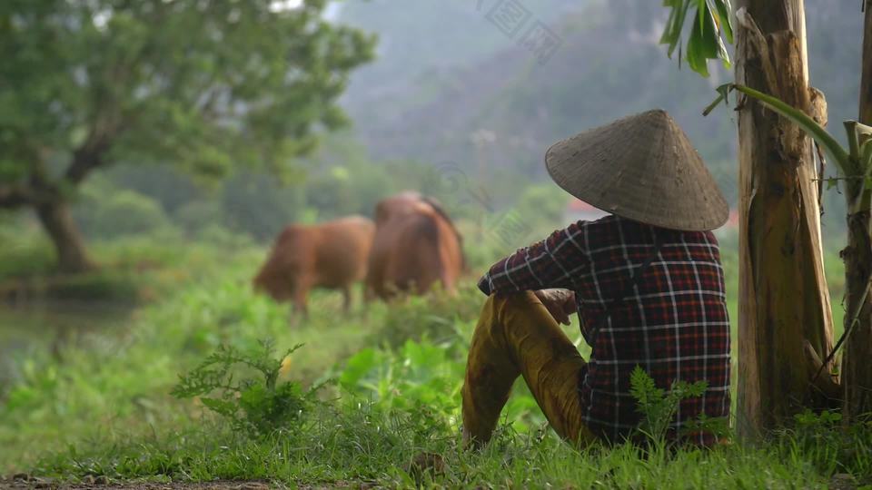 越南妇女坐着观看牛群吃草。