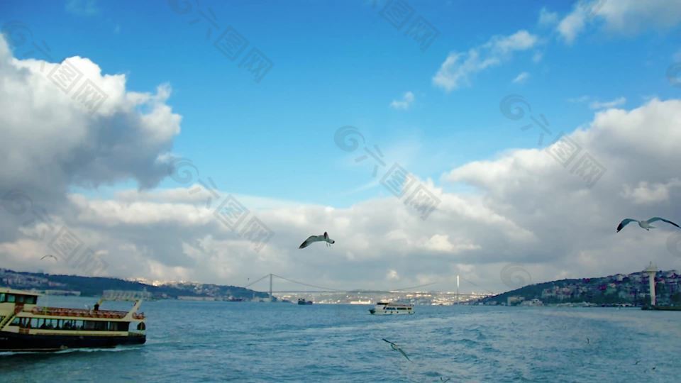 海鸥在Bosphorus