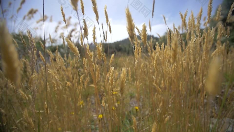 追踪过去的乾草