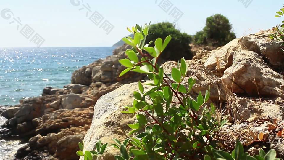 土耳其的海边植物