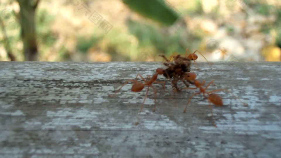 携带死蜘蛛的蚂蚁